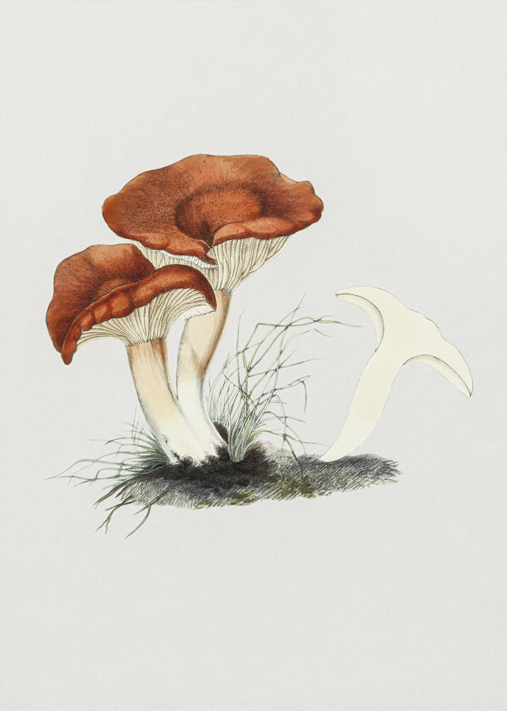 Håndtegnet Rufous Milkcap-svamp | Lærredsbilleder