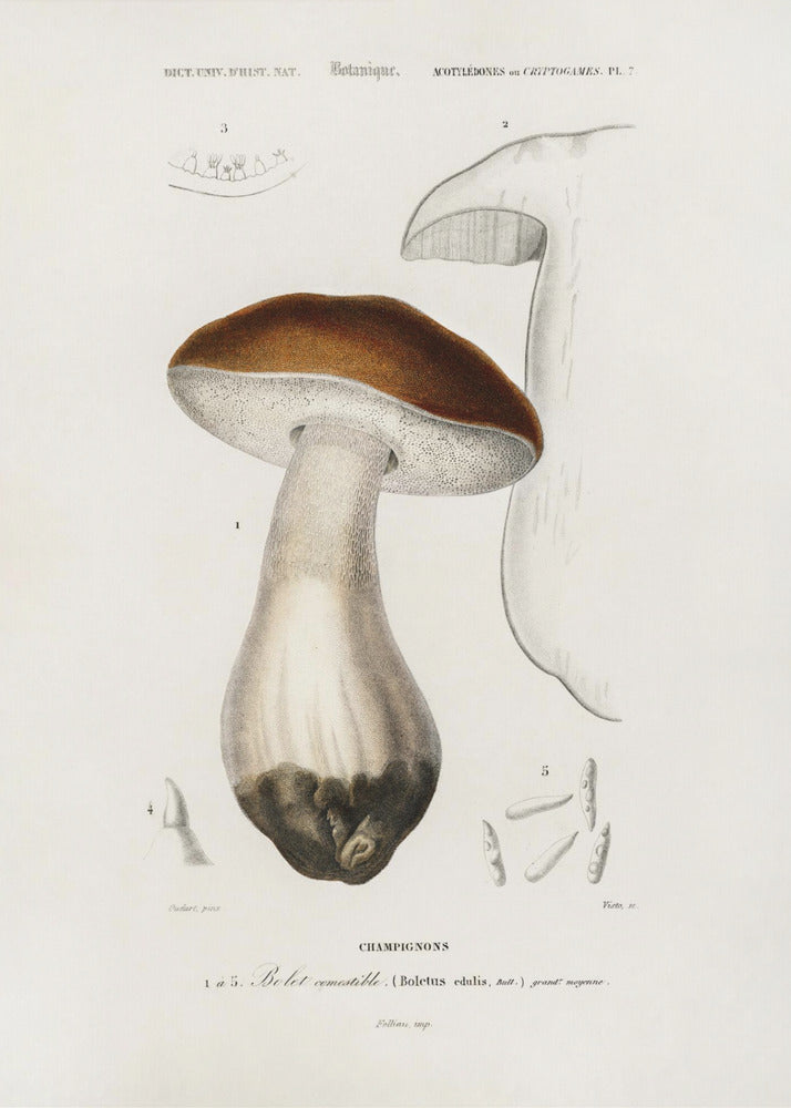 Småbolle (Boletus Edulis) | Lærredsbilleder