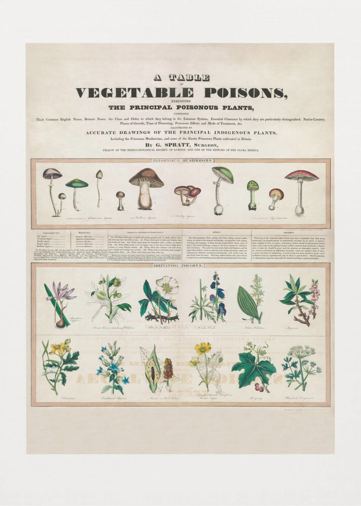 Champignons vénéneux Poisons irritants | Tableaux sur Toile