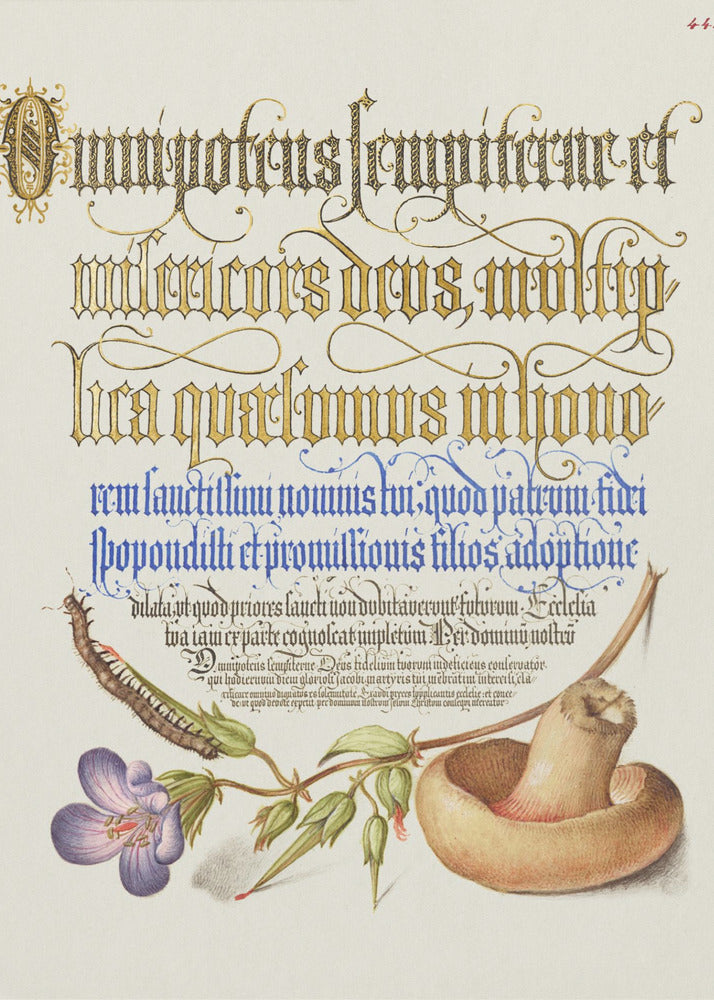 Fungo Poster - Stampe d’Arte | Stampe su Tela
