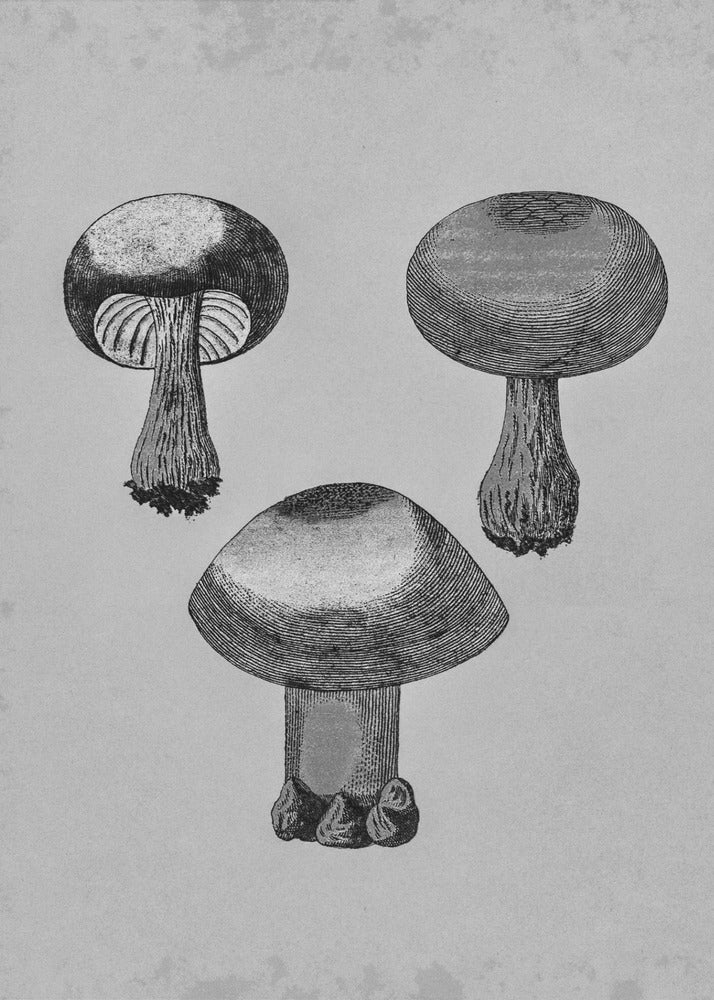 Champignon à toile violette | Tableaux sur Toile