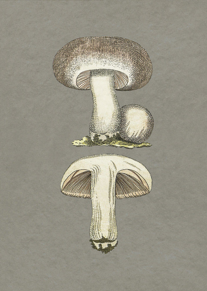Wiesenchampignon | Leinwand-Bilder