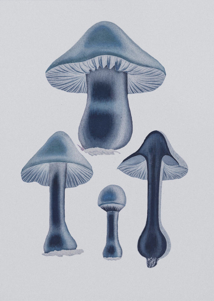 Agaricus Bulbosus - Blu | Stampe su Tela
