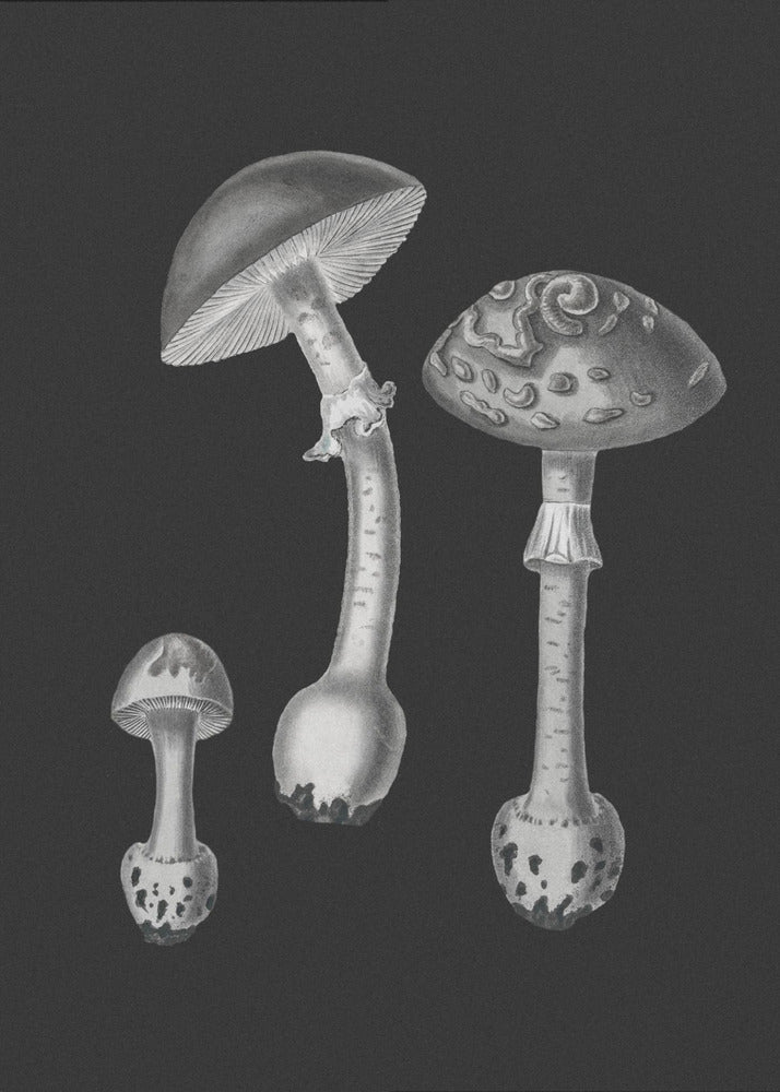 Amanita Muscaria Sfondo Nero BW | Stampe su Tela