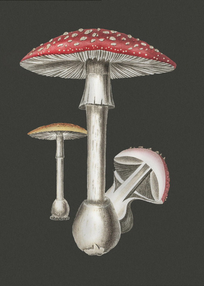 Amanita Muscaria Sfondo scuro | Stampe su Tela
