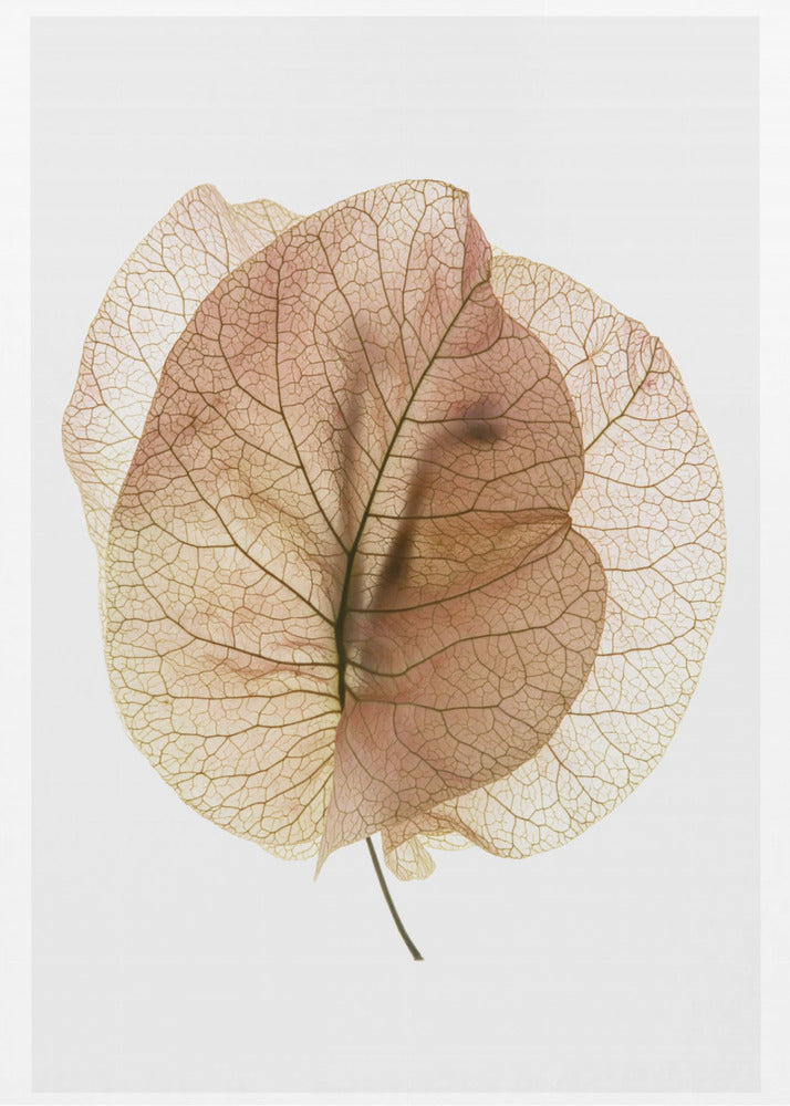 Bougainvillea-studie nr. 7 | Lærredsbilleder