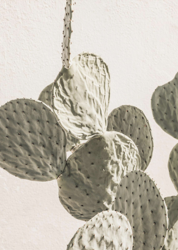 Mexi Catus 02 | Poster