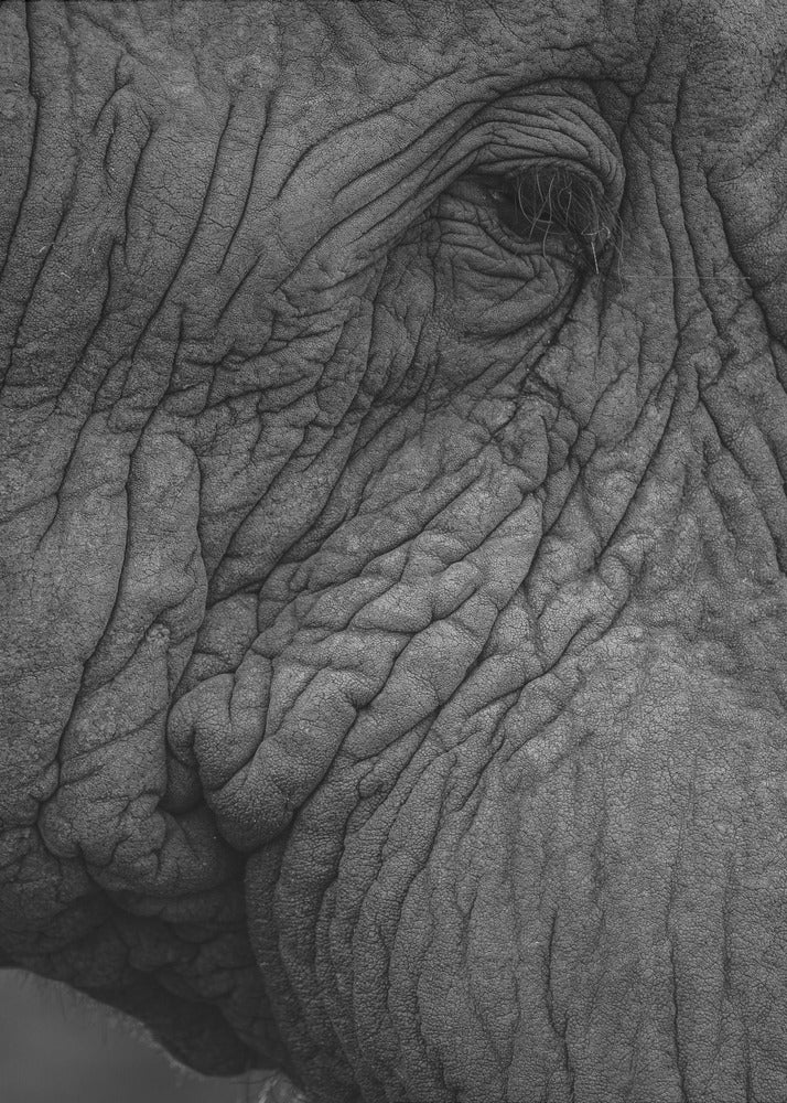 Olifant 01 | Canvasprints
