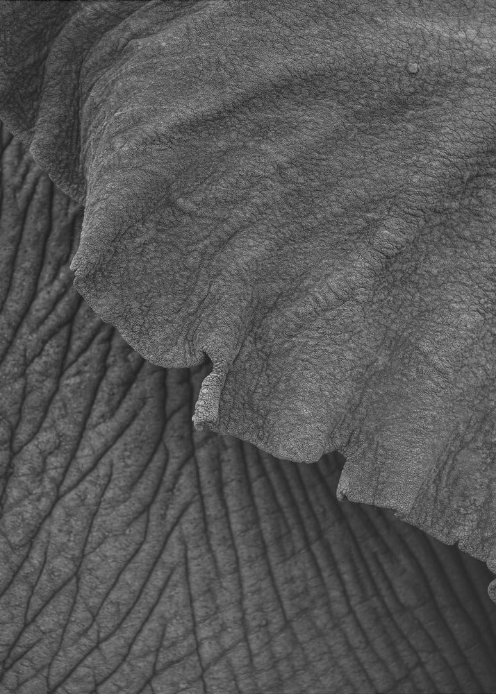 Olifant 02 | Canvasprints