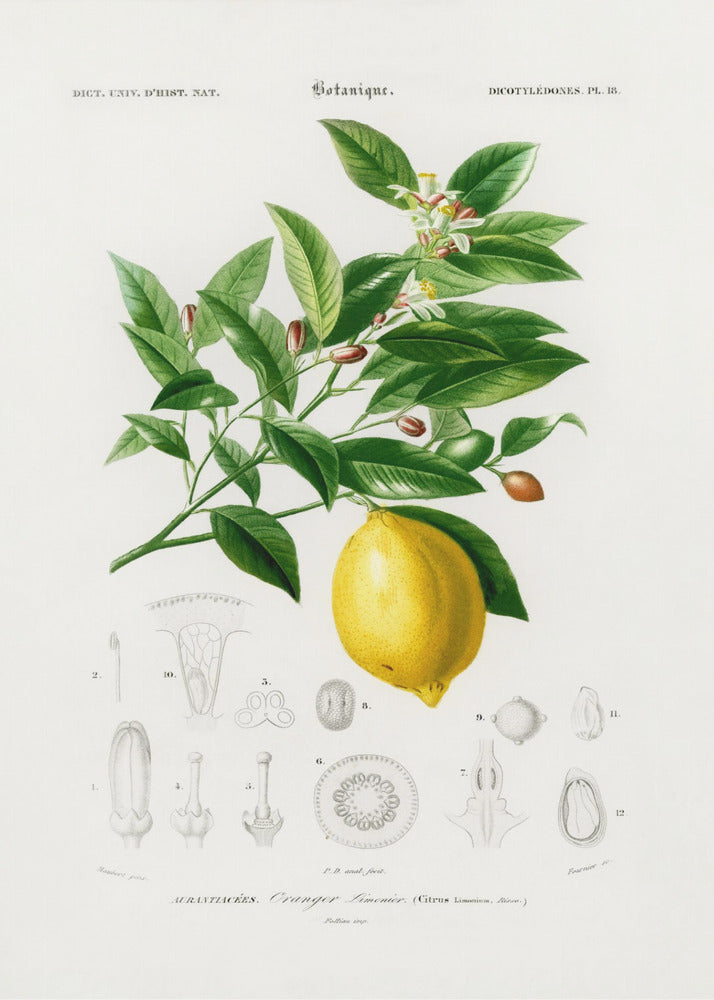 Citron (citrus Limonium) | Affisch