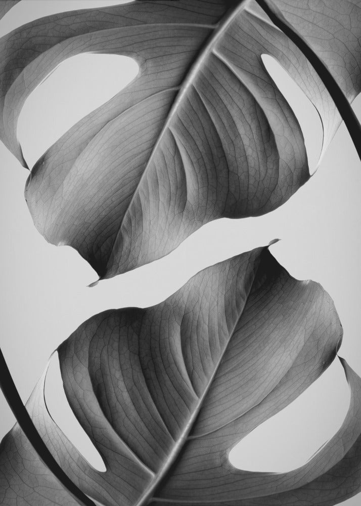 Monstera Monocromatico | Stampe su Tela