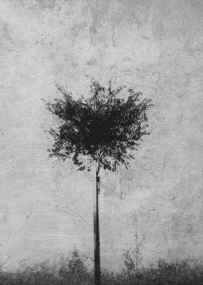 Albero in bianco e nero | Stampe su Tela