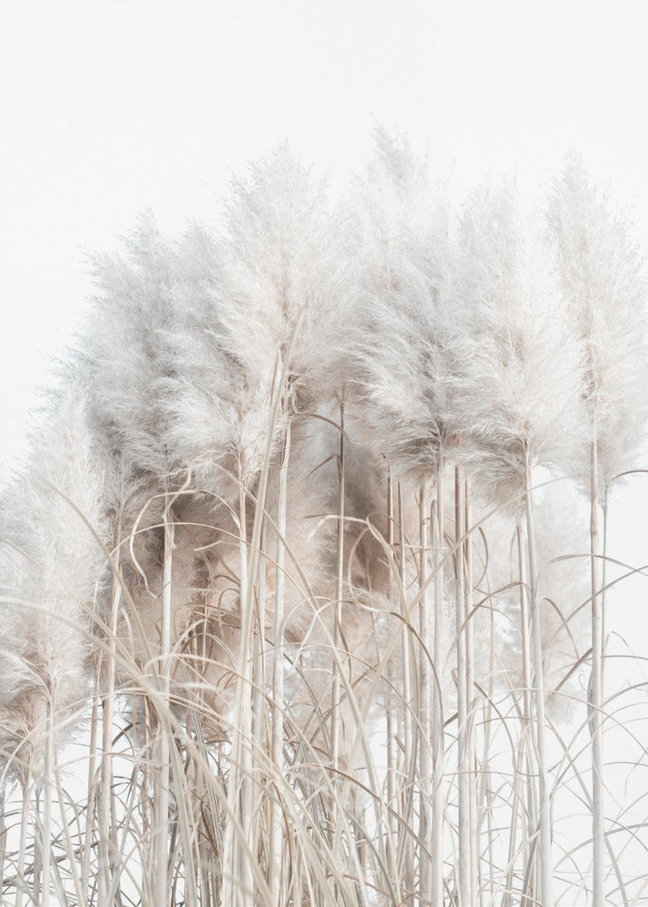 Pampasgräs II | Canvas