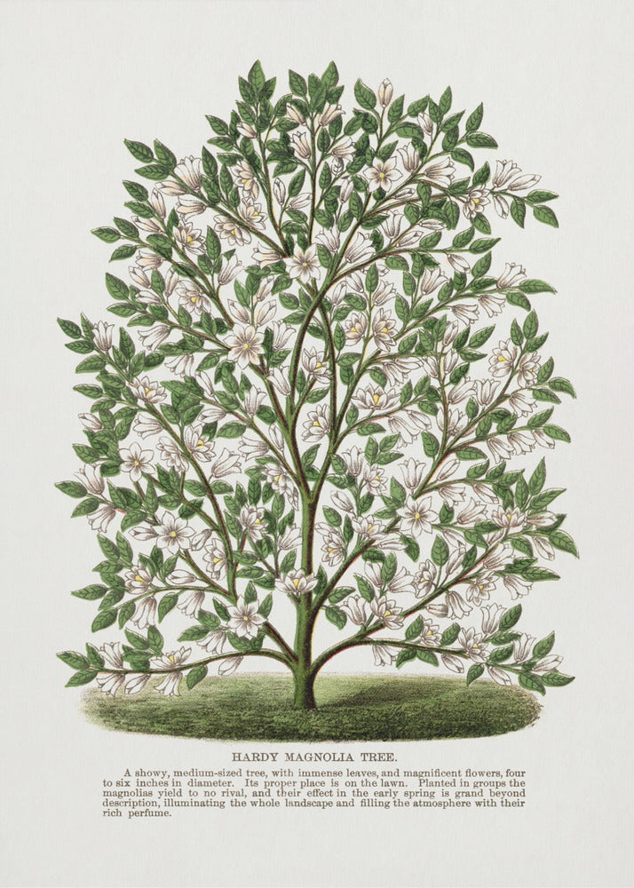 Lithographie d'un magnolia rustique | Tableaux sur Toile