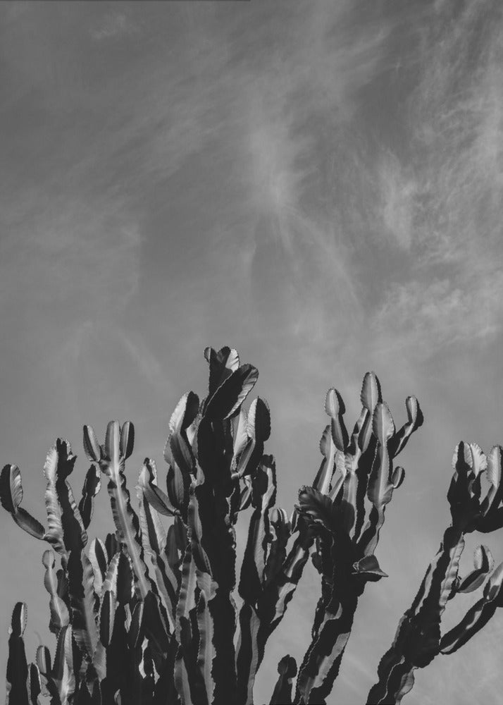 Monochromer Kaktushimmel | Leinwand-Bilder