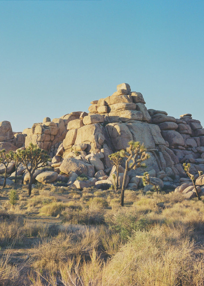 Sonnenuntergang im Joshua Tree Nationalpark | Leinwand-Bilder