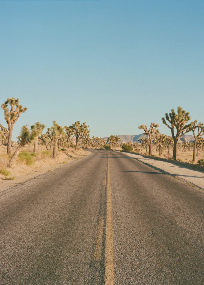 Joshua Tree Road II | Canvastaulut