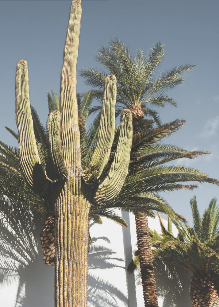 Cactus Las Vegas | Stampe su Tela