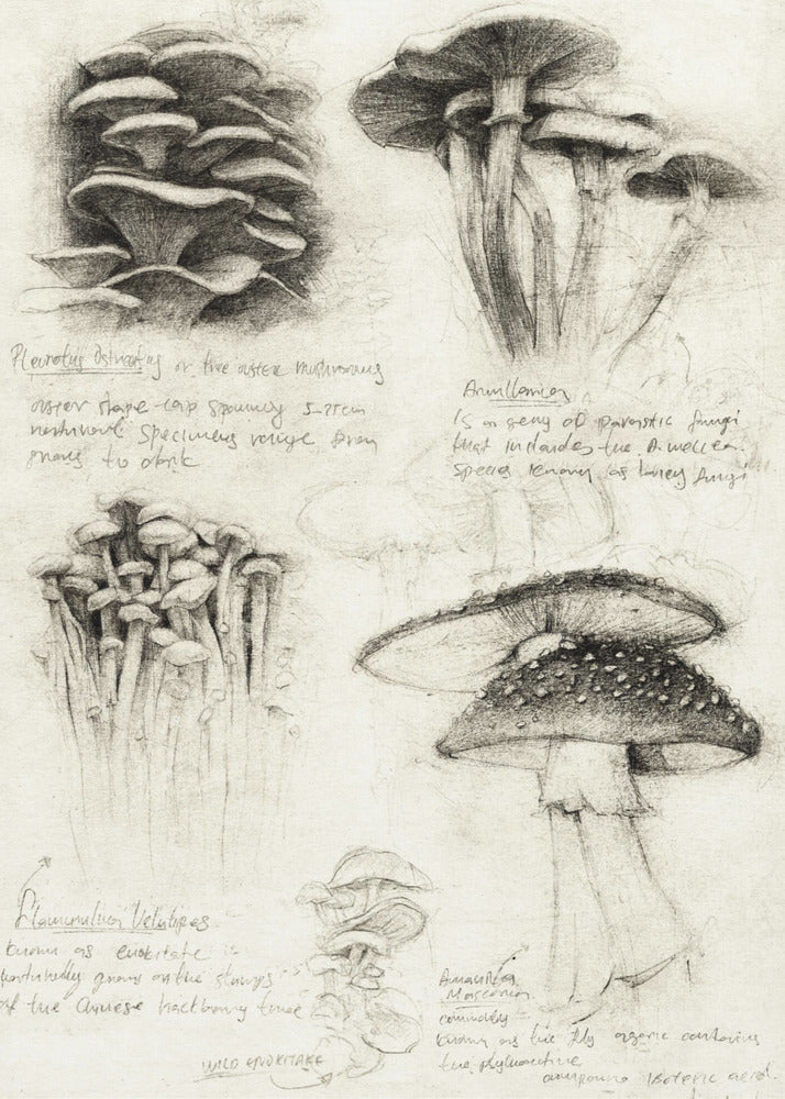 Divers champignons botaniques | Tableaux sur Toile