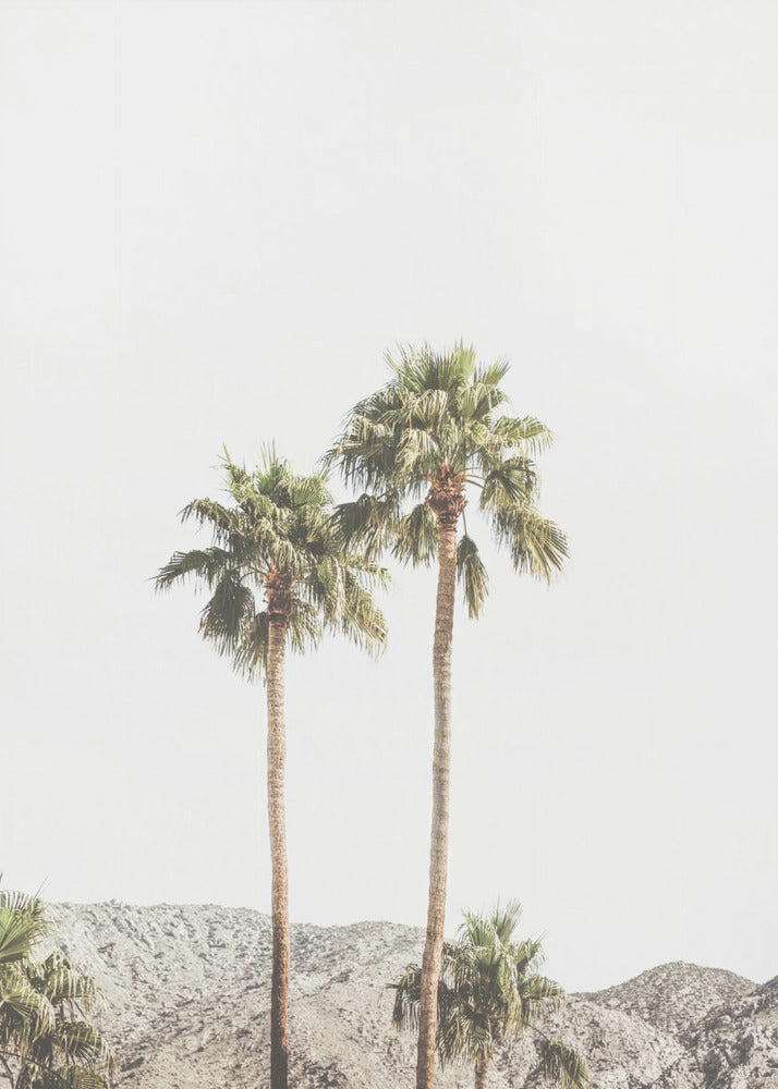 Palm Springs Palmer | Lærredsbilleder