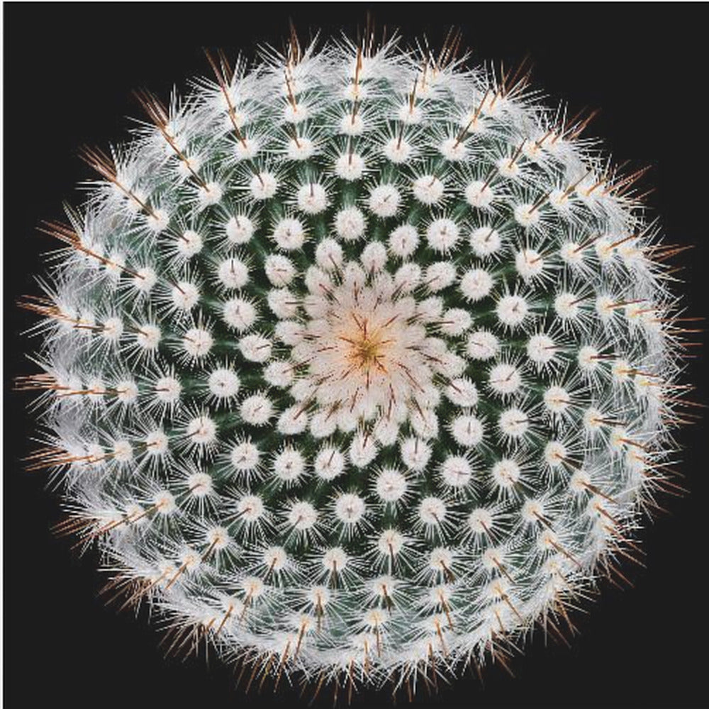 Notocactus scopa | Wydruki na łótnie