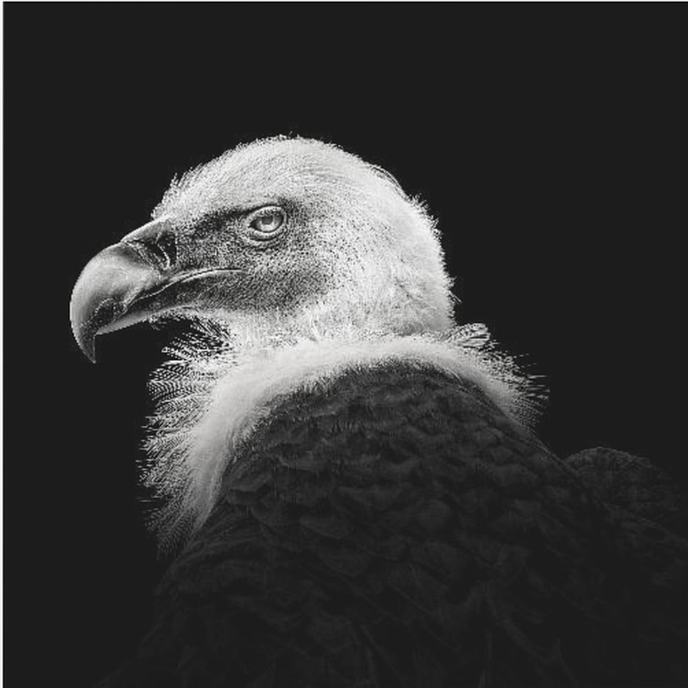 Griffon d'Eurasie #7 | Tableaux sur Toile