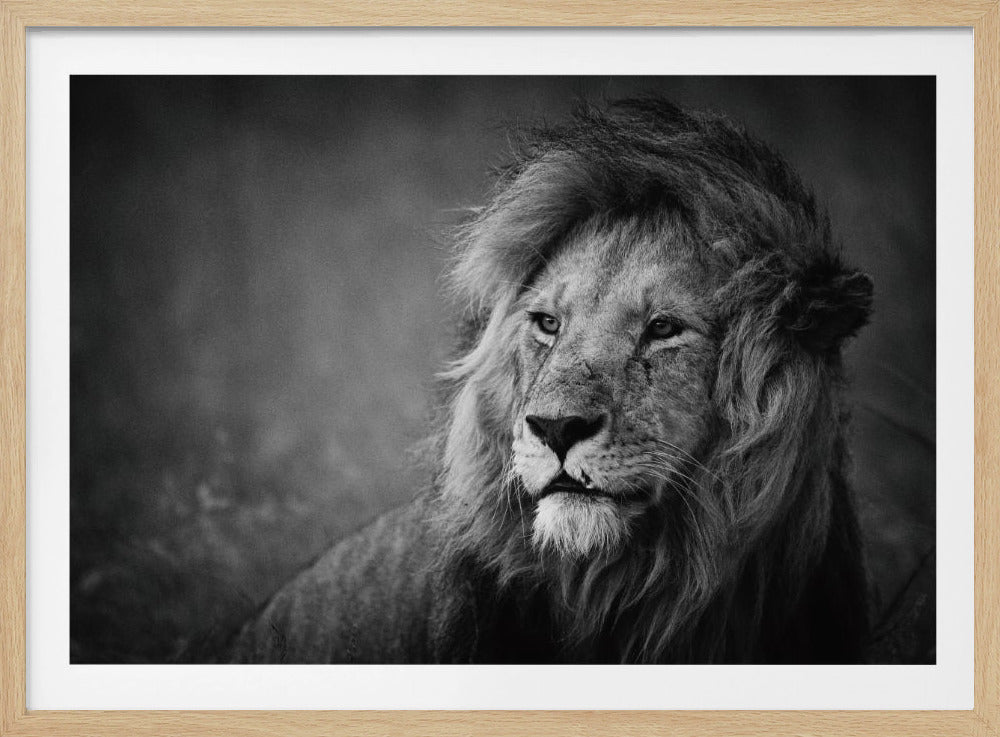 Royal | Posters - Affiche Artistique