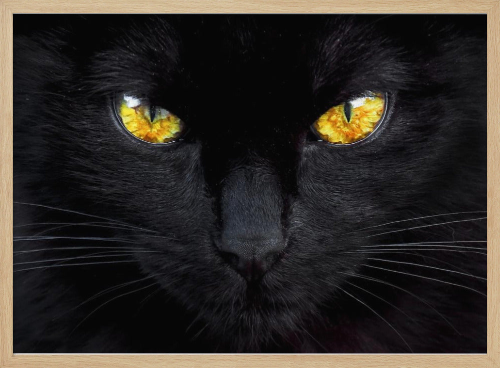 Der Hypnotiseur der Nacht | Poster - Kunstdruck