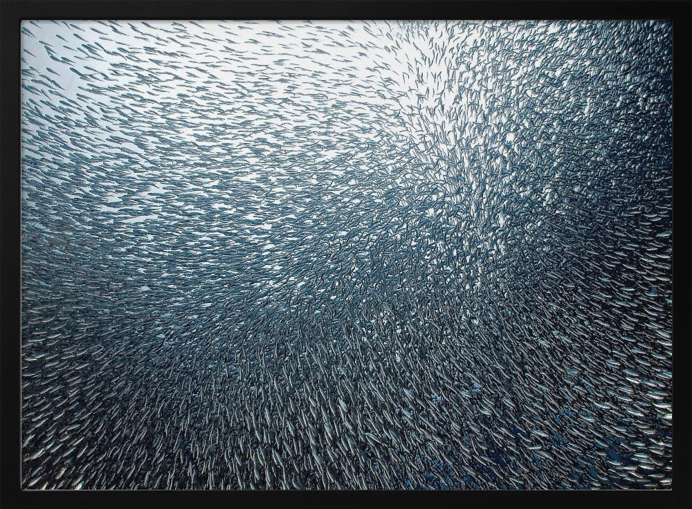 Fuegos artificiales de sardinas | Posters  - Impresiones de Arte