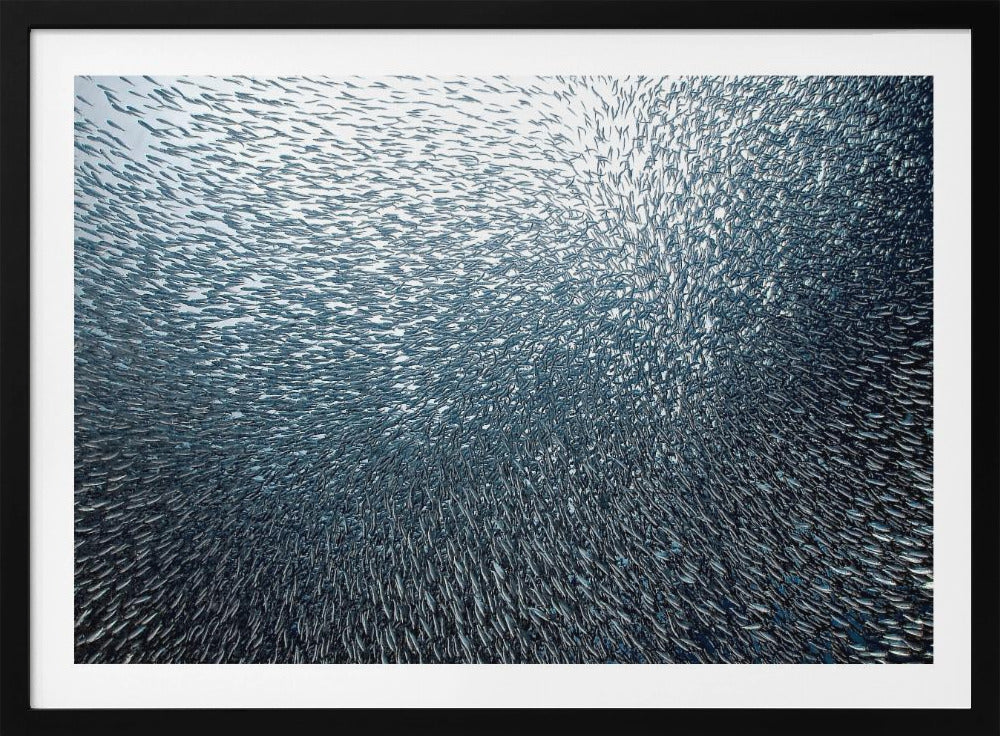 Fuegos artificiales de sardinas | Posters  - Impresiones de Arte