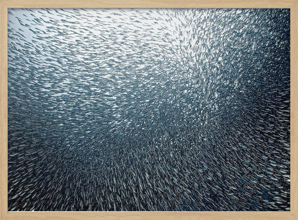 Fuegos artificiales de sardinas | Posters  - Impresiones de Arte