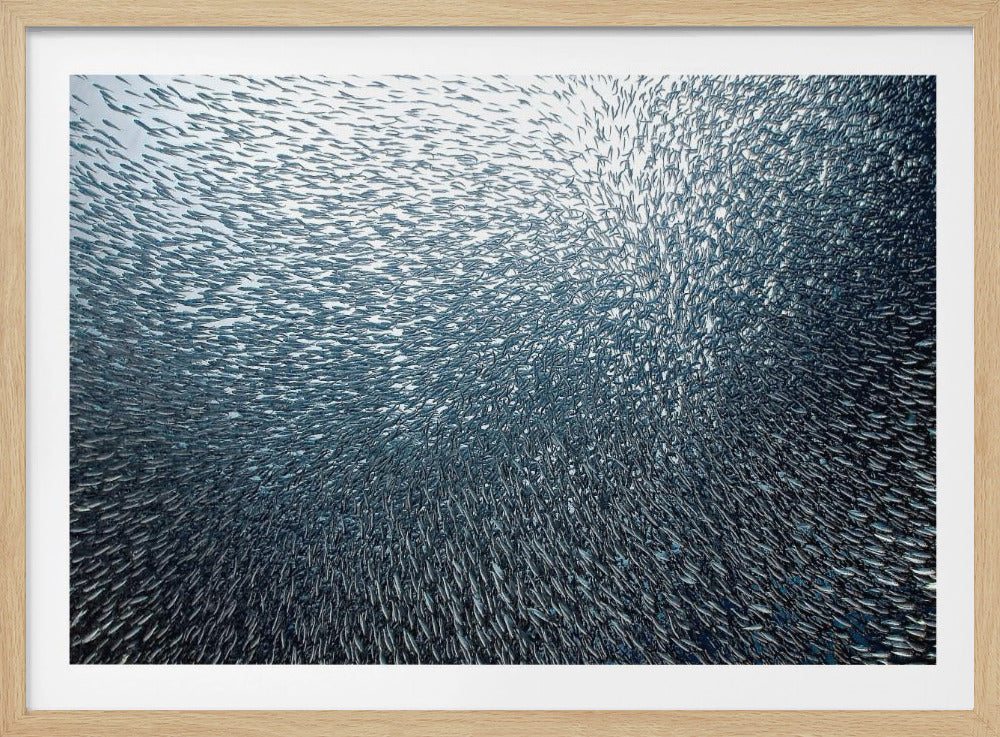 Fuegos artificiales de sardinas | Posters  - Impresiones de Arte