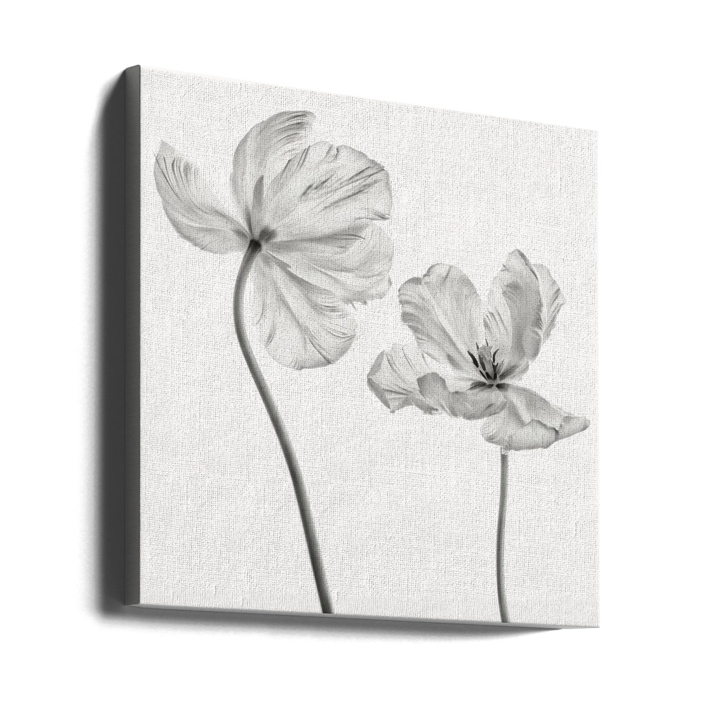 Même tulipe : vue de face et de dos | Tableaux sur Toile