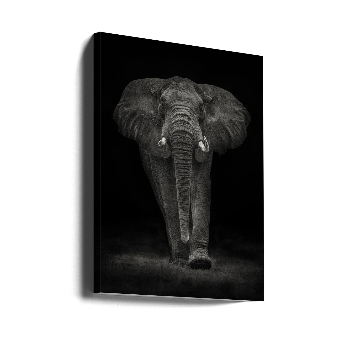 Ngorongoro Stier | Canvasprints