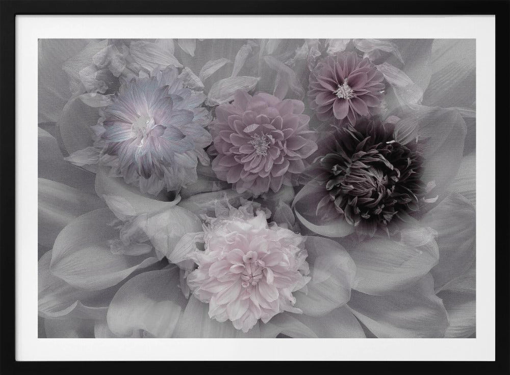 Dahlientraum | Poster - Kunstdruck
