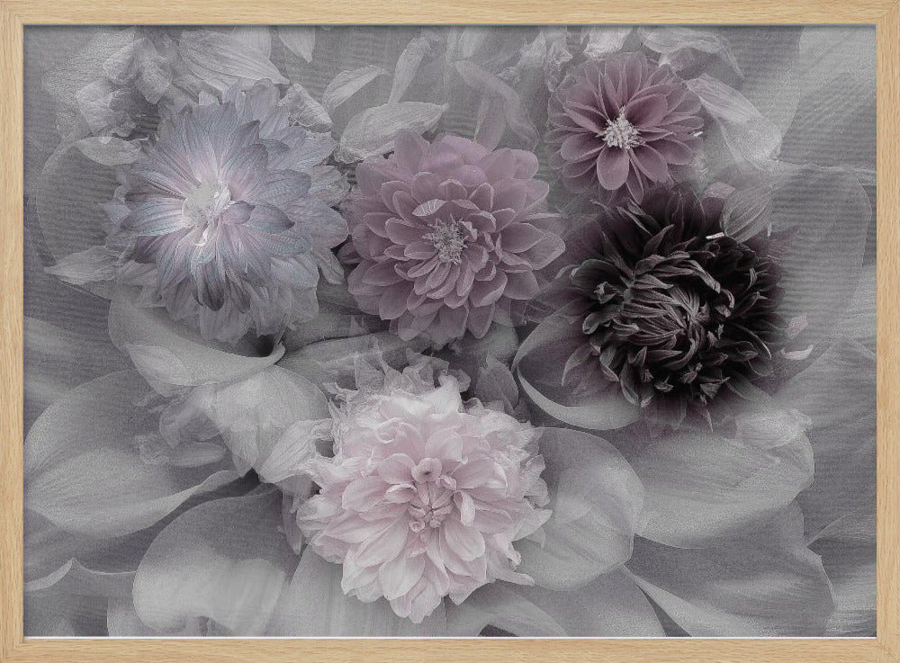 Dahlientraum | Poster - Kunstdruck