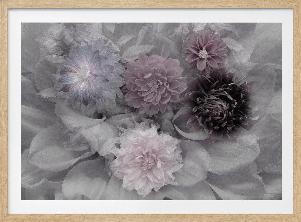Dahlientraum | Poster - Kunstdruck