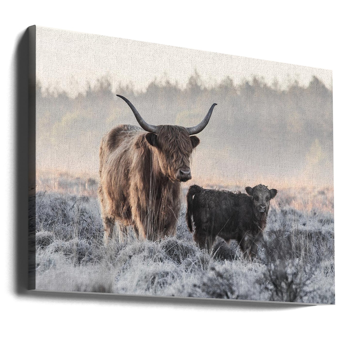 Highlander und Kalb | Leinwand-Bilder