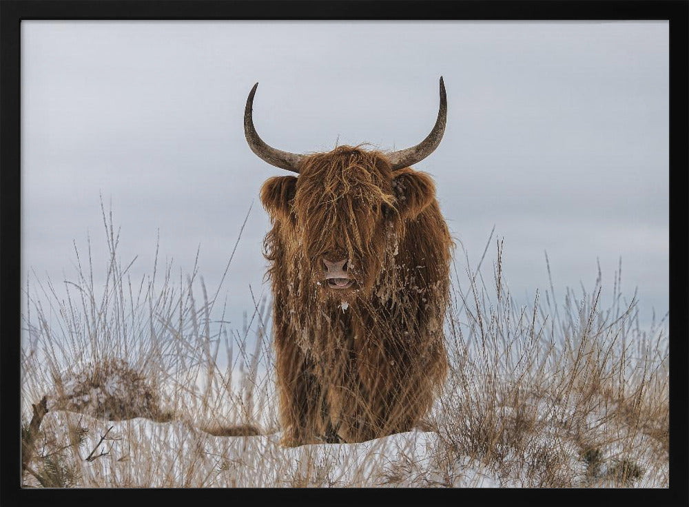 Highlander im Schnee | Poster - Kunstdruck