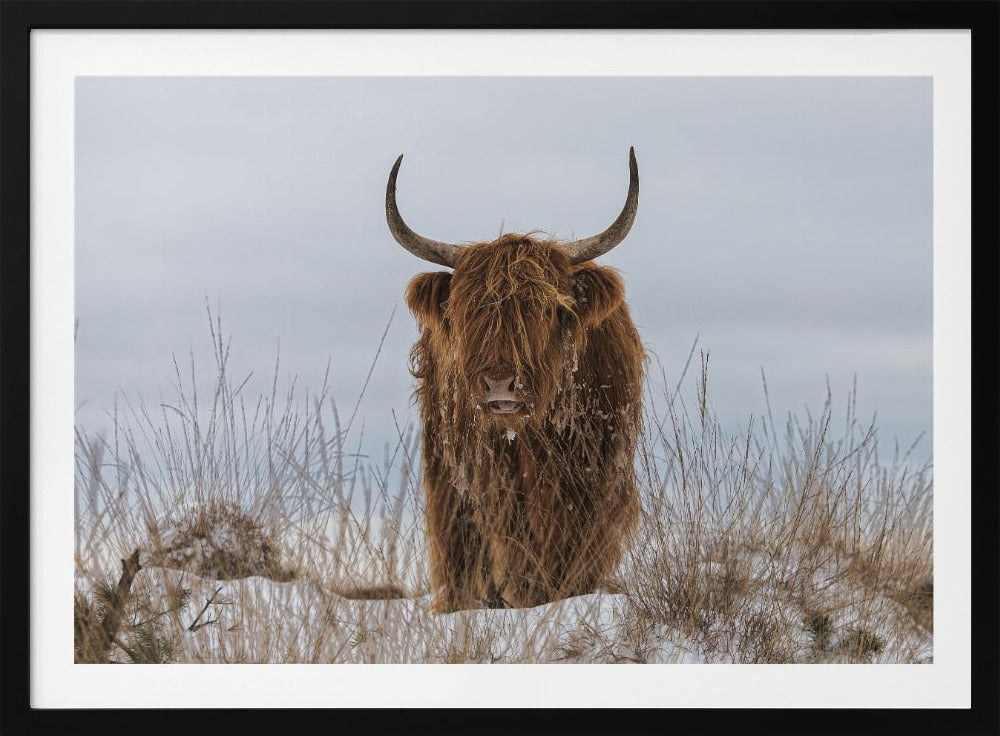 Highlander im Schnee | Poster - Kunstdruck