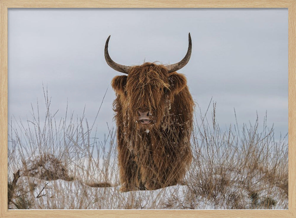 Highlander im Schnee | Poster - Kunstdruck