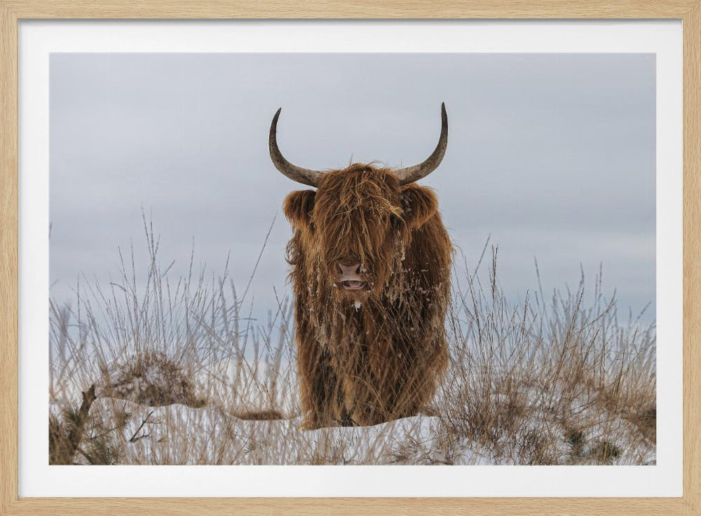 Highlander im Schnee | Poster - Kunstdruck