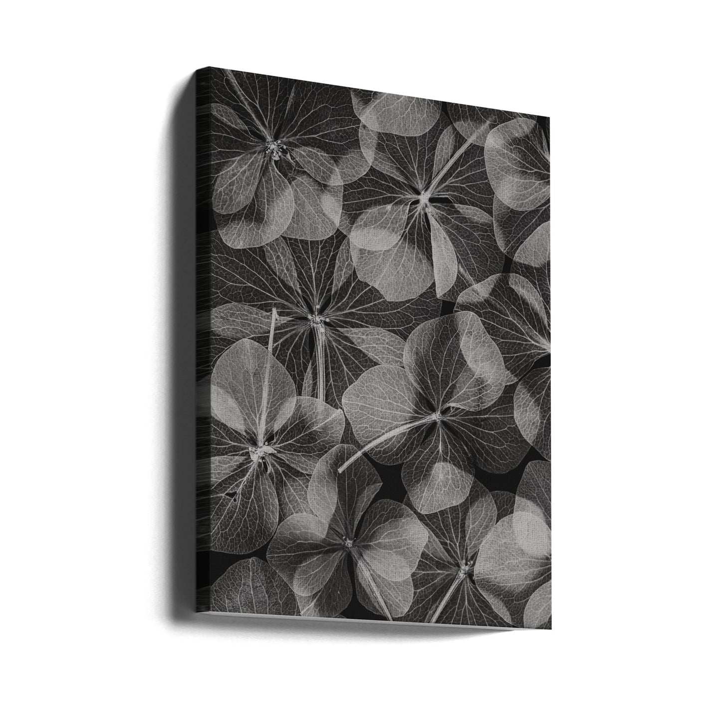 Botanical #48 | Canvas
