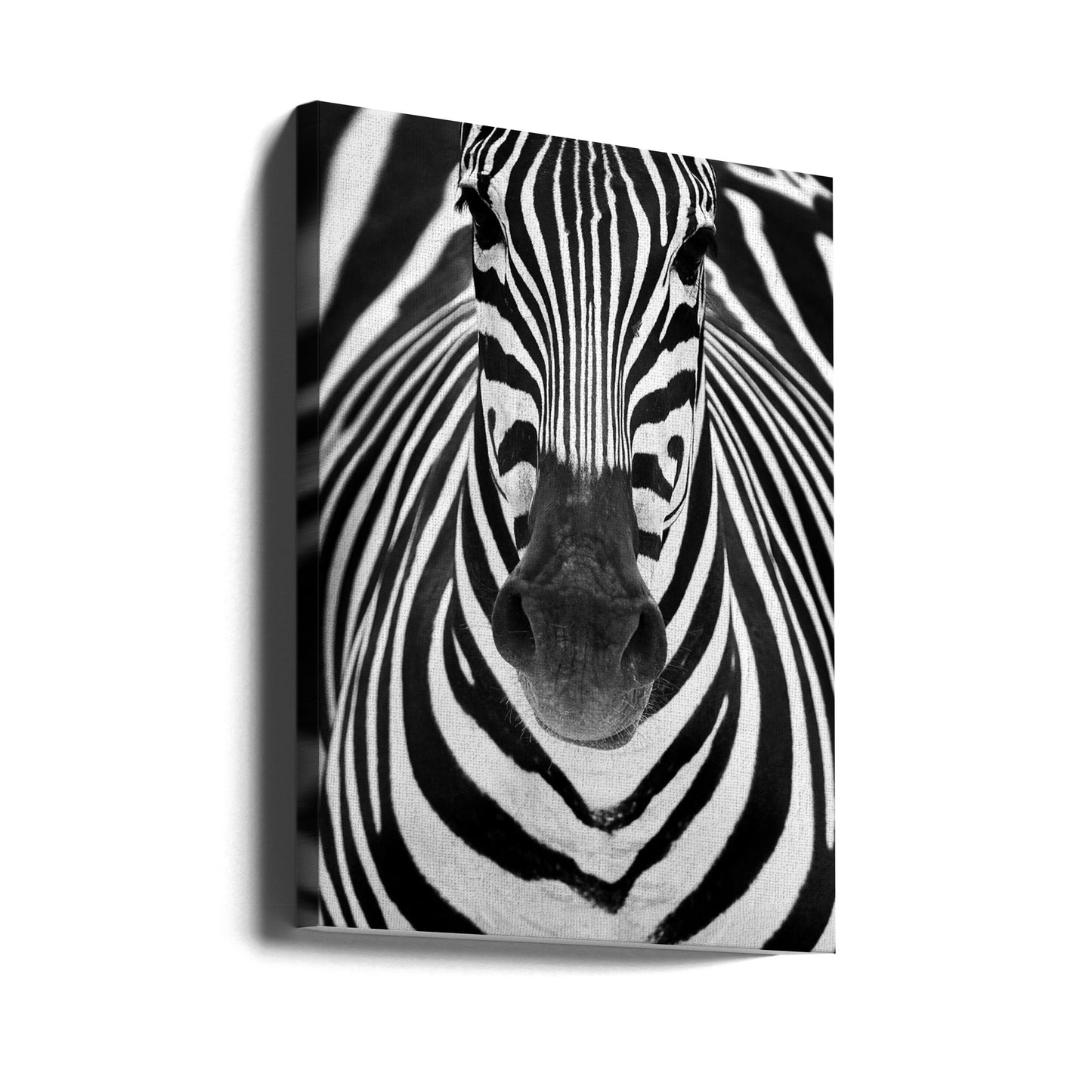ZEBRA | Stampe su Tela