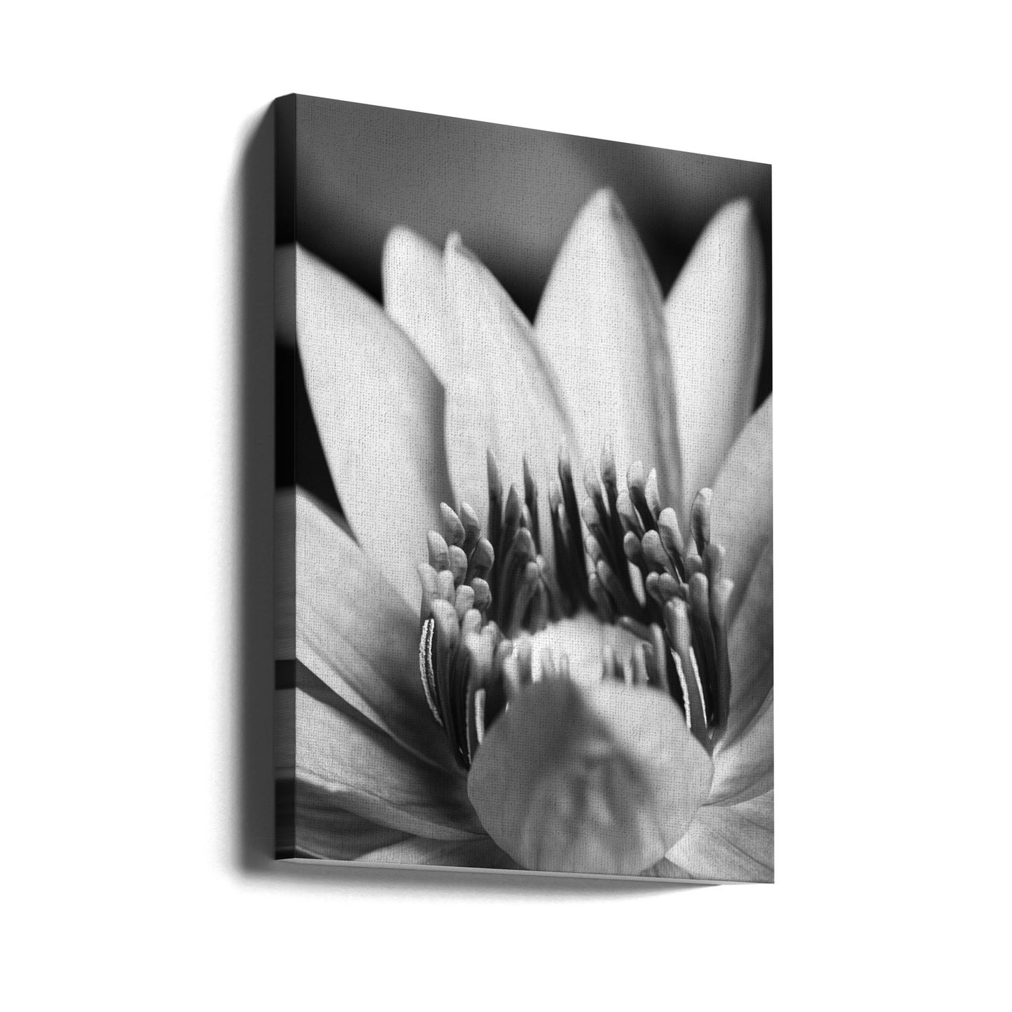Blume, Nahaufnahme | Leinwand-Bilder