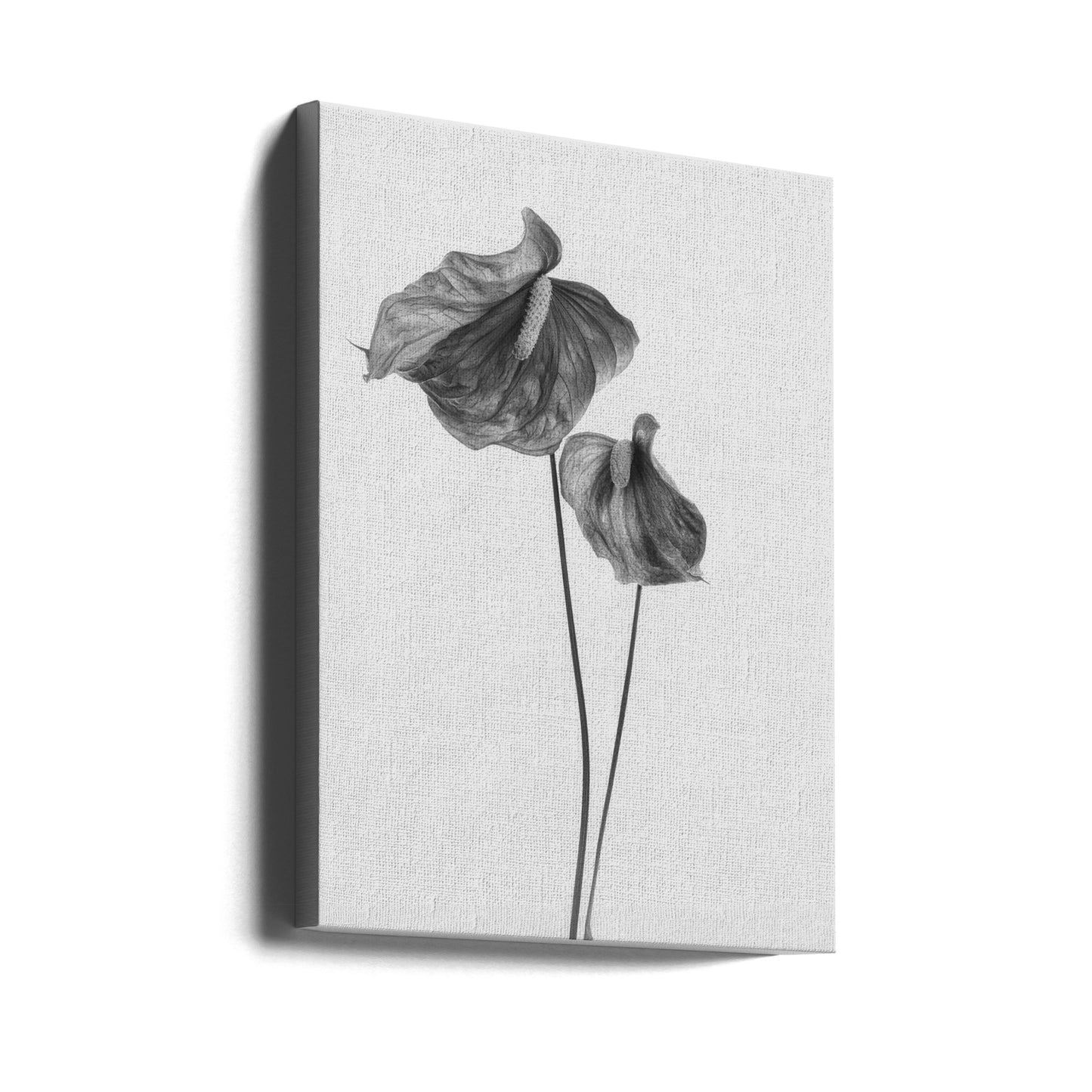 Anthurium | Canvas