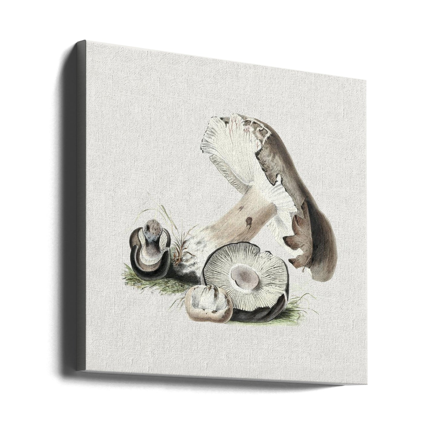 Vintage Agaricus Augustus Grzyb | Wydruki na łótnie
