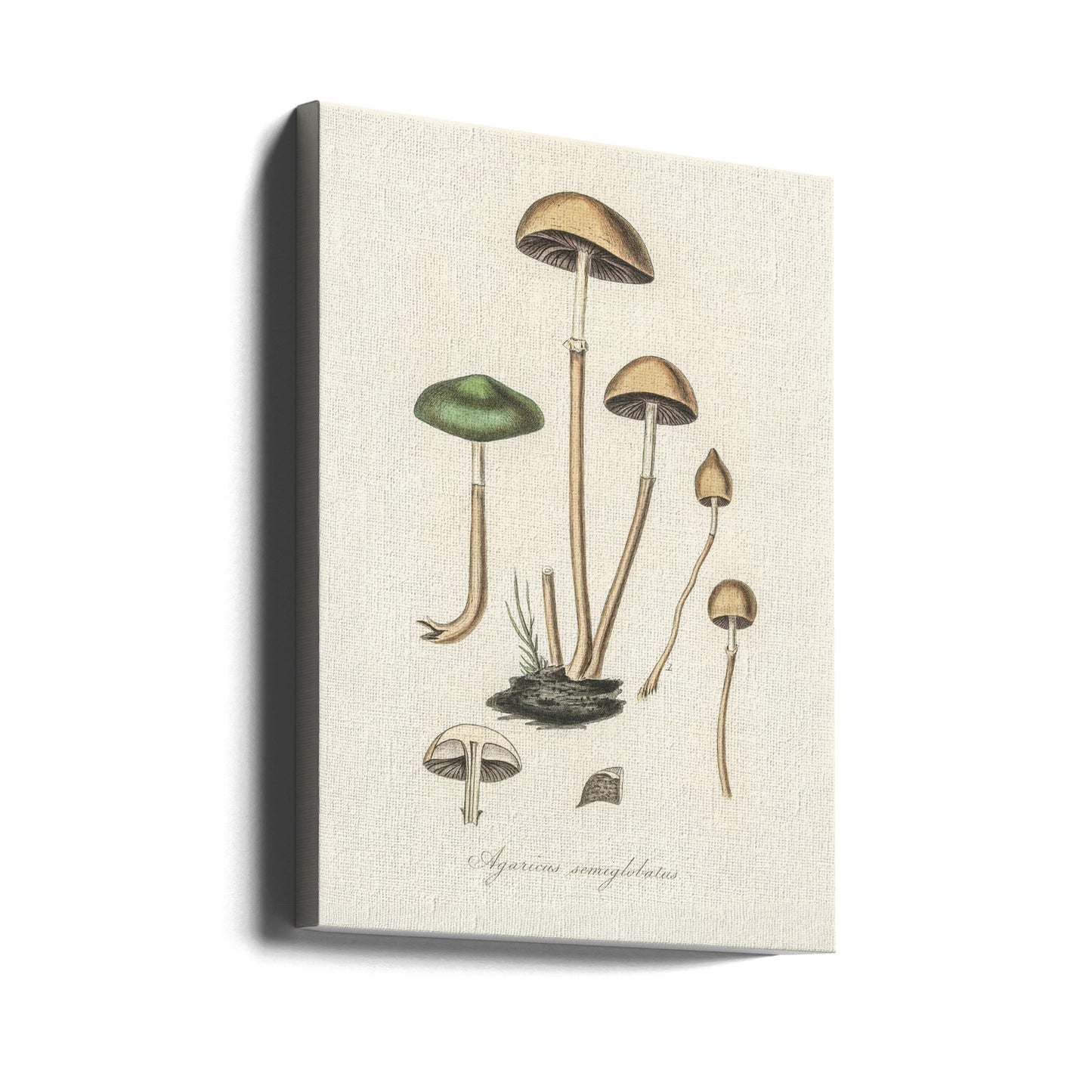 Agaricus Semiglobatus | Tableaux sur Toile