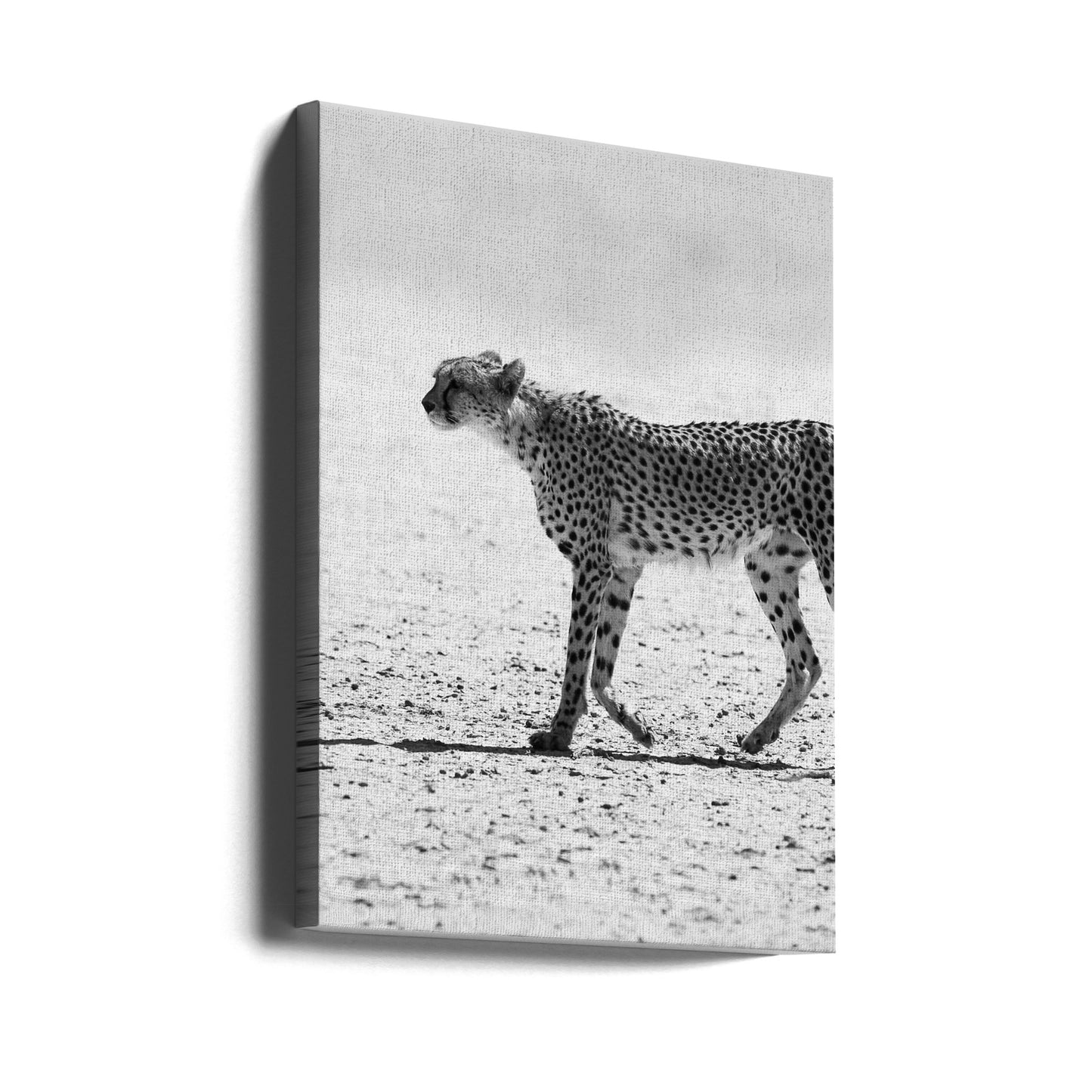 Gepard | Lærredsbilleder