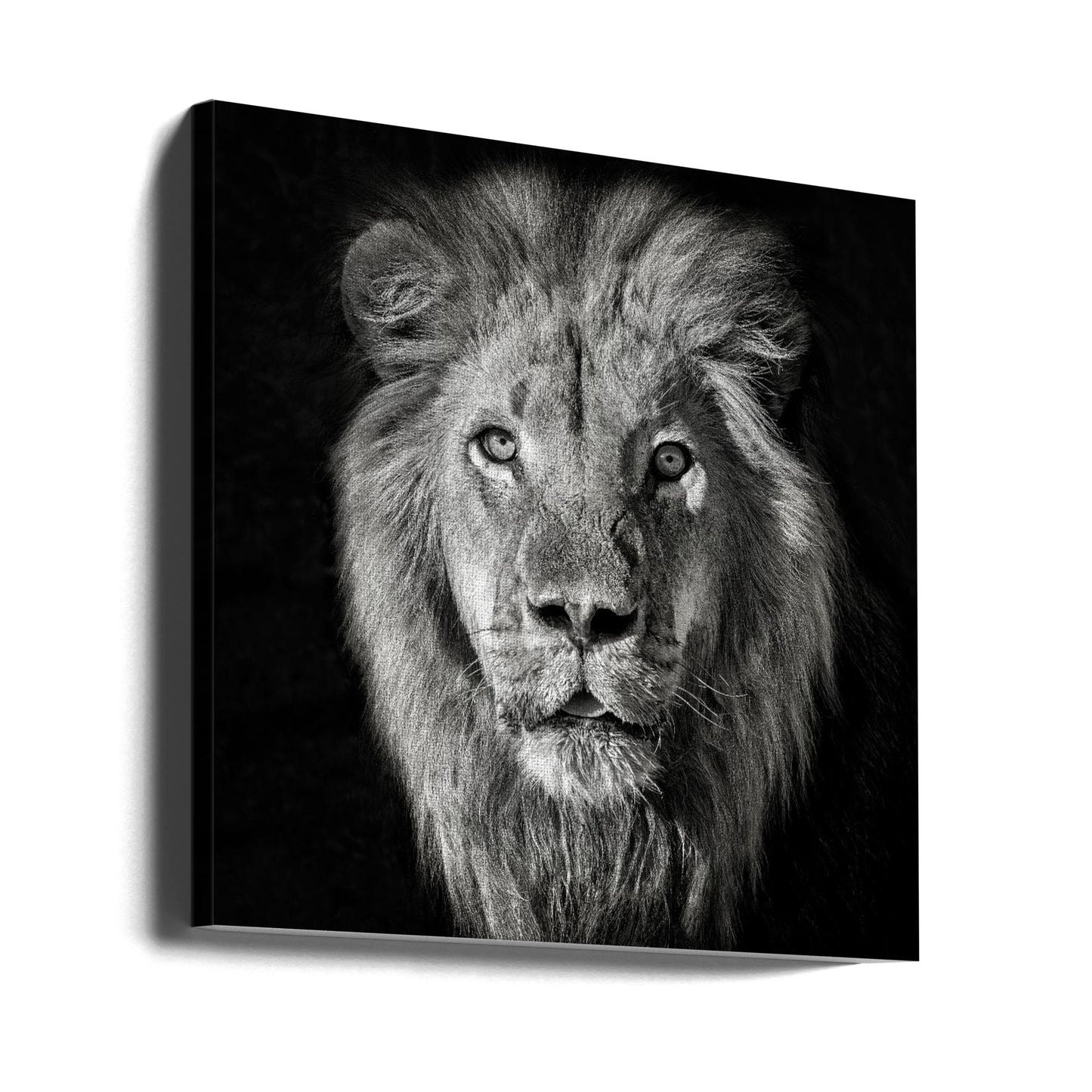 Lejonporträtt - Panthera Leo | Canvas